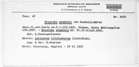 Blumeria graminis image